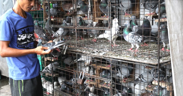 Racing Pigeon Photos Philippine News Agency