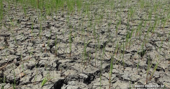 Agri losses from El Niño reach P7 96 B Philippine News Agency