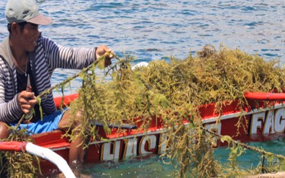 <p><strong>SUSTAINABILITY MAPPING:</strong> The Palawan provincial government has requested the Department of Agriculture to do a sustainability mapping for its seaweeds industry in a bid to boost production for growers and farmers. (<em>Photo courtesy of EDGJ Ayson/SEAFDEC)</em></p>