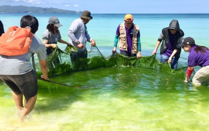 <p><strong>GREEN BLOOM.</strong> Workers gather the algal blooms floating in the water using a fish net as part of the first day cleanup in Boracay Island on Thursday (April 26, 2018). <em>(Photo by Cindy Ferrer/PNA) </em></p>