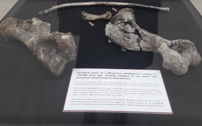 <p>Four of the 13 Rhinoceros Philippinensis bones, with cut and butcher marks, were analyzed and presented in the article "Earliest known hominin activity in the Philippines by 709,000 years ago” by Dr. Thomas Ingicco, et al. The fossils are now on display at the National Museum of Natural History.<em> (Photo by Ma. Teresa Montemayor)</em></p>