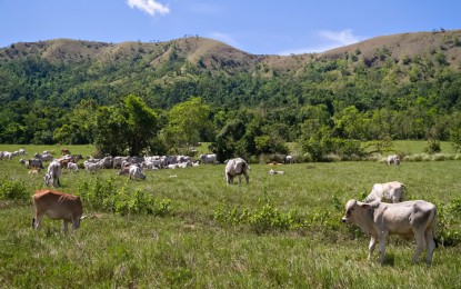 <p><strong>LAND FOR THE LANDLESS.</strong> File photo of the Yulo King Ranch between the northern Palawan towns of Coron and Busuanga. <em>(Photo by Celeste Anna R. Formoso)</em></p>
