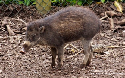<p><strong>THREATENED.</strong>  Threatened species such as the Visayan Warty Pig or locally known as 'baboy talunon' is among the threatened species sighted in the declared critical habitat area in San Joaquin, Iloilo. </p>