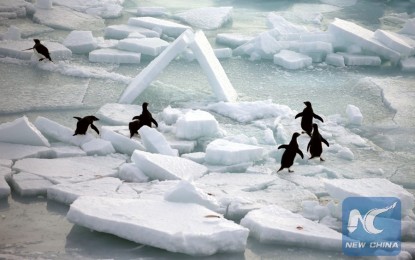 <p>Photo, taken on Dec. 5, 2017, shows penguins in the ocean surrounding Antarctica. <em>(Xinhua/Bai Guolong)</em></p>