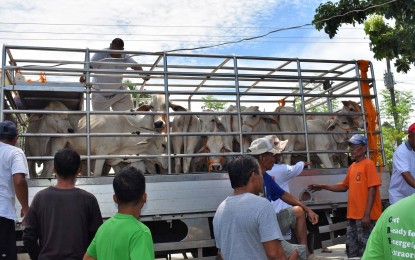 <p><strong>CATTLE DISPERSAL.</strong> Farmers line up to receive their cattle from the municipal government of Solsona on Thursday, July 28. <em>(Photo courtesy of Solsona LGU)</em></p>