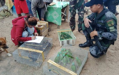 <p style="text-align: left;"><strong>ANTI-WILDLIFE TRAFFICKING CAMPAIGN: </strong>File photo shows a personnel of the Palawan Council for Sustainable Development  (PCSD) inspecting the talking mynahs and blue-naped parrots confiscated in Rizal town, southern Palawan, in June this year. <em>(Photo courtesy of PCSD)</em> </p>