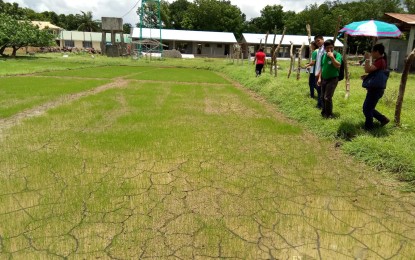 <p>RICE DEMO FARM. A team from Mariano Marcos State University visits a rice demonstration farm at the Ilocos Norte Agricultural College (INAC) in Pasuquin, Ilocos Norte that features climate-resilient technologies. <em>(Photo courtesy of INAC)</em></p>