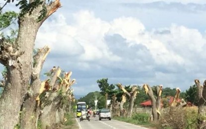 <p><strong>PRUNED TREES</strong>. A photo posted on the Facebook page of Preserve Respect of the Environment and Communities (PROTECT) shows a row of acacia trees along Abuanan road in Bago City, Negros Occidental pruned by a contractor of the Department of Public Works and Highways for a road widening project.</p>
<p><em>(Photo courtesy of Thelma Watanabe)</em></p>
