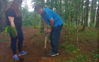 <p>TREES FOR QUAKE VICTIMS. Philippine News Agency (PNA) reporter Pamela Mariz Geminiano is assisted by People's Television employee Romy Paloga in planting a pine tree seedling at the Busol Watershed on Monday (July 16, 2018) in memory of those who perished in the killer quake that rocked northern Philippines exactly 28 years ago.<em> (Photo by Liza T. Agoot)</em></p>