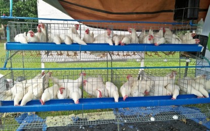 <p>EGG-LAYING MACHINE PROGRAM. The Iloilo City Government is eyeing the implementation of a PHP3.5-million egg-laying machine program that will be funded by the National Anti-Poverty Commission under the Bottom Up Budgeting Program. <em>(PNA File Photo)</em></p>