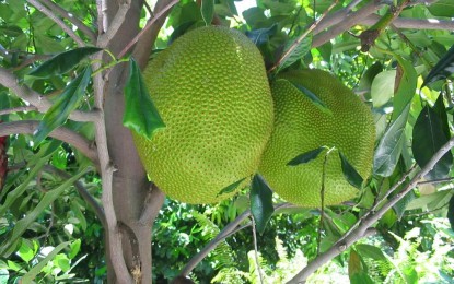 <p><strong>JACKFRUIT TREE.</strong> A tree of sweet jackfruit variety developed by the Eastern Visayas Integrated Agricultural Research Center (EVIARC). <em>(Photo from Jackruit EVIARC Sweet FB page)</em></p>