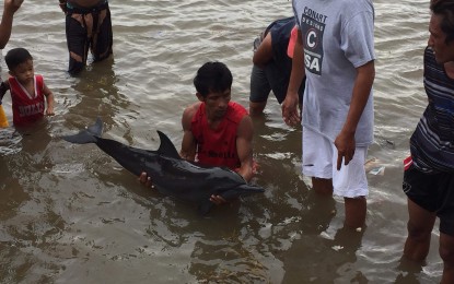 <p><strong>BEACHED DOLPHIN.</strong> The stranded dolphin rescued by a fisherman in Ormoc City on Monday died early Wednesday morning (July 18, 2018).<em> (Photo courtesy of  BFAR)</em></p>