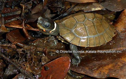 <p>A Palawan forest turtle in the assurance colony facilities of the Palawan Freshwater Turtle Conservation Program (PFTCP) of the Katala Foundation, Inc. (KFI) in Palawan <em>(Photo courtesy of Diverlie Acosta)</em></p>