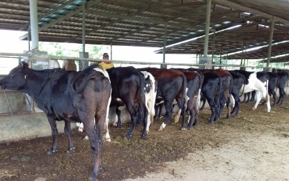 <p><strong>DAIRY SUPPLY.</strong> Pregnant dairy heifers bred at the Negros First Ranch in Murcia, Negros Occidental will be supplied by the Provincial Veterinary Office to the National Dairy Authority-Visayas this July. <em>(Photo courtesy of Negros Occidental Provincial Veterinary Office)</em></p>
<p><em> </em></p>