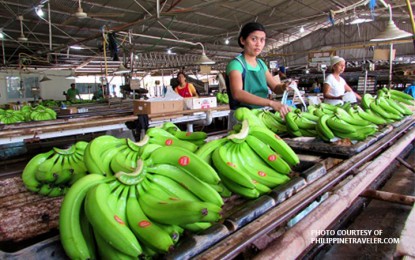 <p style="text-align: justify;"><strong>SAGGING INDUSTRY</strong>. The Philippine bananas' share in the Korean market has been declining for nearly a decade. The Pilipino Banana Growers and Exporters Association said Friday (Sept. 15, 2023) that the lowering of tariff for banana exports to South Korea under the newly signed Philippines-Republic of Korea Free Trade Agreement will hopefully arrest the decreasing share. <em>(File photo)</em></p>