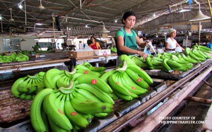 PH bananas want to regain market share in Japan