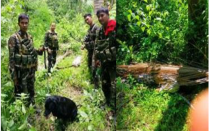 <p>Troops with their K9 dogs (left photo) track down a decomposing body of a member of the New People's Army covered with dried coconut leaves on a grassy area (right photo), on Wednesday (Aug. 1), in San Juan, Batangas.  The slain body was found two days after the clash in Barangay Bulsa, San Juan, on Monday. <strong><em>(Photo courtesy of IIB, 2DPAO) </em></strong>  </p>