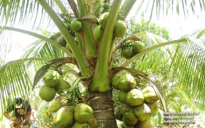 PBBM orders PCA to craft dev’t, rehab plan for coco industry