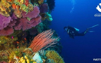 <p>Tubbataha Reefs Natural Park in Palawan <em>(Photo courtesy of Yvette Lee)</em></p>
