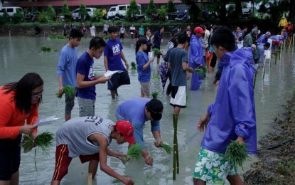 MMSU, PhilRice put up rice paddy art in honor of FM