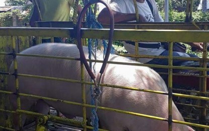 <p>Recipients of the Negros Occidental Provincial Veterinary Office swine dispersal in April this year. <em> (Photo courtesy of Negros Occidental Provincial Veterinary Office)</em></p>
