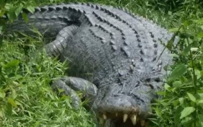 Palawan fisherman survives crocodile attack | Philippine News Agency