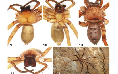 <p><strong>HUNTSMAN SPIDER:</strong> The new species of Huntsman spider discovered inside the cave system of the Puerto Princesa Underground River (PPUR) in Sitio Sabang, Barangay Cabayugan, Puerto Princesa City. <em>(Photo set by arachnologist Peter Jäger/Abstract Paper)</em></p>