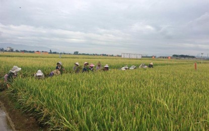 China's super hybrid rice output sets new world record 