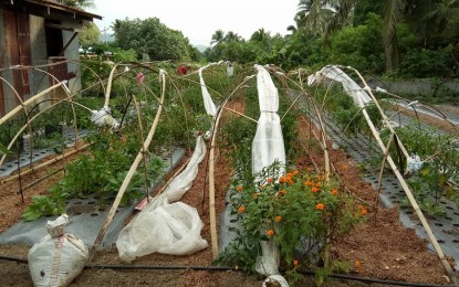 <p><strong>'GULAYAN SA BARANGAY'. </strong>The<strong> </strong>"Gulayan sa<strong> </strong>Barangay" of Maipon village in Guinobatan, Albay has helped improve the livelihood of residents, promote good nutrition, sustain vegetable supply and lower the cost of agricultural products. <em>(Photo by Barangay Maipon chairman Steve Luces)</em></p>