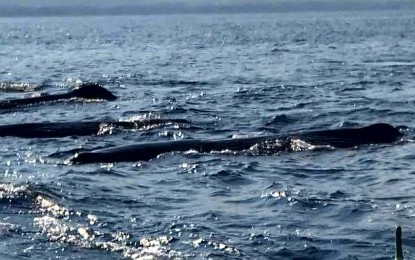 <p>Sperm whales spotted in Macajalar Bay <em>(Photo courtesy of Oscar Salcedo)</em></p>