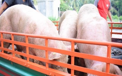 <p>Genetically improved swine dispersed to various recipients in Negros Occidental through Provincial Veterinary Office’s Animal Livelihood Program. <em>(Photo courtesy of Negros Occidental Provincial Veterinary Office)</em></p>
<p> </p>