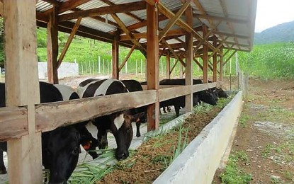 <p>The high-breed dairy cows in Mount Campana in Mambajao town, Camiguin Province, that produce fresh milk for school children, a program initiated by the provincial government. <em>(Photo By Ercel Maandig) </em></p>