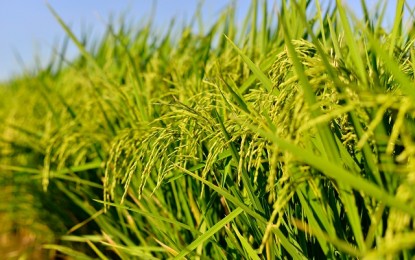 Rice crop damage in CAR, C. Luzon due to ‘Rosita’ hits P112-M