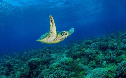 <p><strong>HEALTHY CORALS.</strong> A Green Sea Turtle glides over healthy coral formations in Apo Island, Dauin in south Negros Oriental. <em>(File photo by Danny Ocampo)</em></p>