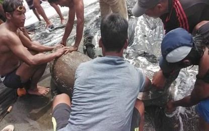 <p>Fishermen in Brooke's Point who accidentally caught a sea cow (dugong) in their beach seine released the mammal back to the sea on Nov. 5, 2018. <em>(Photo courtesy of Richen Mission Bajar)</em></p>