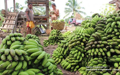 Banana exporters set plans to secure markets, find new ones