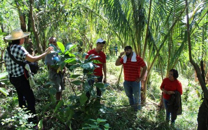 <p><strong>REVITALIZING COFFEE GROWING</strong>. Government workers, led by Senior Board Member Matthew Joseph Manotoc, inspect the first batch of coffee trees planted in Barangay Saguigui in Pagudpud, Ilocos Norte on Thursday (Nov. 15, 2018). <em>(Photo courtesy of the Provincial Government of Ilocos Norte)</em></p>