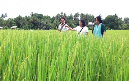 <p><strong>HYBRID RICE SEEDS:</strong> Personnel from the PRED program of the Palawan provincial government check out a farm that used hybrid rice seeds to increase his farm yield. <em>(Photo courtesy of the Palawan Provincial Information Office)</em></p>