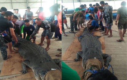 <p>"Singko," the saltwater crocodile recently captured in Balabac, southern Palawan. <em>(Photo courtesy of CGSS Balabac/Coast Guard District Palawan)</em></p>