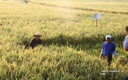 NFA buys 1M bags of palay from local farmers