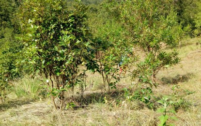 <p>The tree species that are now thriving in the once grassland area in Candelaria, Zambales. <em>(Photo courtesy of DENR-Central Luzon)</em></p>
