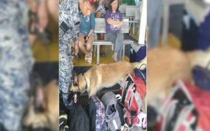 <p><strong>RANDOM INSPECTION</strong>. A member of the Philippine Coast Guard-Central Visayas K9 unit conducts  random inspection with the help of a drug-sniffing dog on the luggage of  passengers in a pier in Cebu City. <em>(Photo courtesy of the Philippine Coast Guard-Central Visayas)</em>  </p>