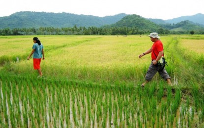 Gov’t to help rice farmers as palay prices fall to P7 per kilo