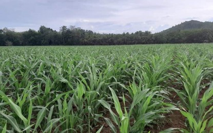<p>Photo was taken at the Sorghum Pilot Farm along the national highway in San Vicente, Makilala, North Cotabato. The property is owned by Agriculture Secretary Manny Pinol's  brother, retired police colonel Patricio, who allowed the DA to use the area for free. (<em>Photo courtesy of DA Secretary Emmanuel Piñol) </em></p>