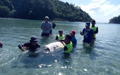<p><strong>RESCUED.</strong> A wounded dolphin is rescued by personnel of the Department of Environment and Natural Resources, Philippine Coast Guard, police and other government agencies near a beach resort in Morong, Bataan on Thursday, Jan. 10, 2019. <em>(Photo courtesy of the DENR-PENRO Bataan)</em></p>