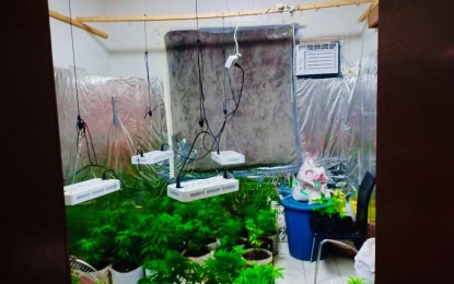 <p>The potted marijuana plants discovered inside the rented apartment of a British national and his live-in partner in Subic, Zambales on Jan. 11, 2019 (Friday). <em>(Photo courtesy: Philippine Drug Enforcement Agency)</em></p>