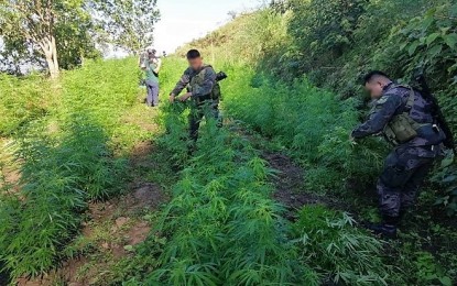 <p>Government anti-illegal drug agents destroyed PHP2.5 million worth of marijuana plants at four plantation sites in Barangay Tacadang, Kibungan, Benguet on January 18. <em>(Photo courtesy of PROCOR-PIO)</em></p>