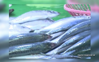 <p><strong>EASING FOOD INFLATION</strong>. The Philippine Statistics Authority (PSA) says Friday (May 12, 2023) that inflation in Palawan province slowed down considerably in April. This was partially traced to an ample harvest of high-value fishes, such as "galunggong" (mackerel scad). <em>(File photo courtesy of PTV 4)</em></p>