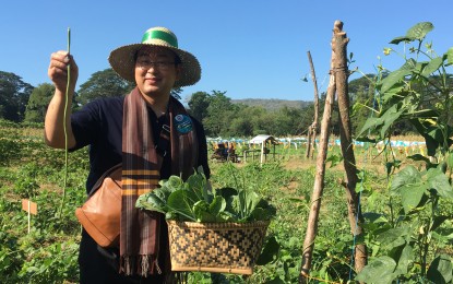 <p><strong>FARM FEST.</strong> Mayor Harumi Yamamoto of Takko town in Aomori Prefecture Japan shows his harvest at the farm festival in Madamba, Dingras, Ilocos Norte on Friday (Jan. 25, 2019) . <em>(Photo by Leilanie G. Adriano)</em></p>