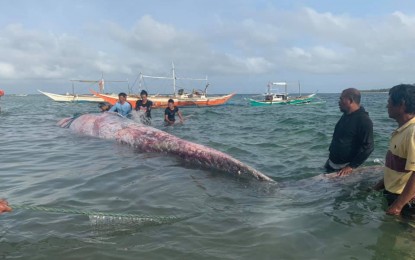 Baleen whale found dead off coast of Iloilo town | Philippine News Agency